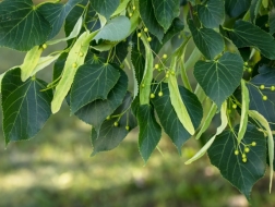 Много цветов и листьев липы или тилии на изолированном черном фоне.  лекарственные растения обычно делают чай от простуды. | Премиум Фото